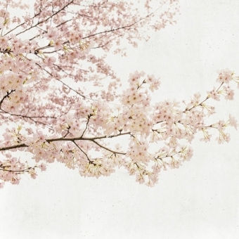 Papeles pintados panorámico Blossom Almond Tree