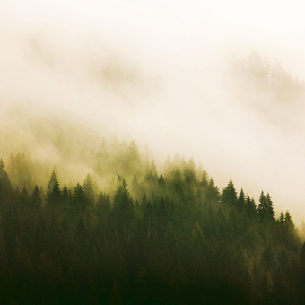 Papeles pintados panorámico Into the woods Fire Forest
