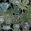 Papeles pintados panor&aacute;mico Echeveria Mindthegap Green/Black WP20163