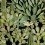 Papeles pintados panor&aacute;mico Opuntia Mindthegap Green/Anthracite WP20165
