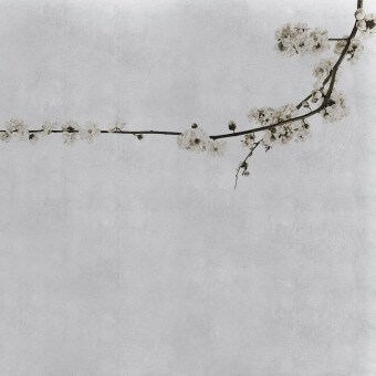Papeles pintados panorámico Blossom Branch