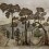 Papeles pintados panor&aacute;mico Taklamak&aacute;n Coordonn&eacute; Chia seed 7900060