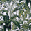 Tela Feuillage alfombrasserie Edmond Petit Blanc 15614-01