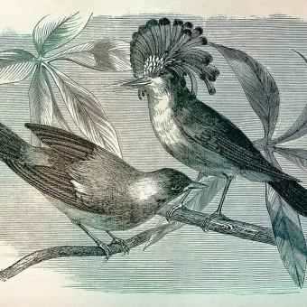 Papeles pintados panorámico Vintage Birds 1