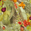 Papel pintado Neo-vegetable Coordonn&eacute; Autumn 8800007