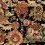 Papeles pintados panor&aacute;mico Tibetan Tapestry Mindthegap Ochre WP20450