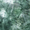 Papeles pintados panor&aacute;mico Exotique Stella Cadente Vert clair SC003BAA