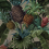 Papeles pintados panor&aacute;mico Tropical Pineapple Pascale Risbourg Full Colors PINFULL90