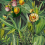 Papeles pintados panor&aacute;mico Luscious Flora Mindthegap Tropical WP20518