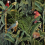 Papeles pintados panor&aacute;mico Parrots Of Brasil Mindthegap Anthracite WP20522