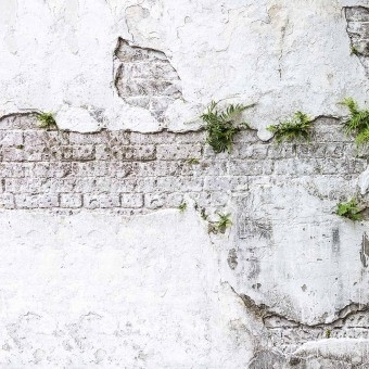 Papeles pintados panorámico Plants & Brick Wall