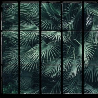 Papeles pintados panorámico Tropical Window