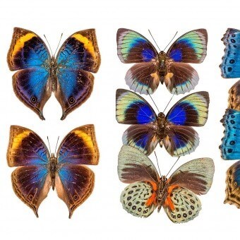 Papeles pintados panorámico Butterflies Mix 3