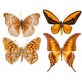Papeles pintados panorámico Butterflies Mix 5