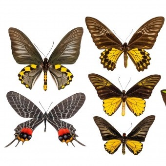 Papeles pintados panorámico Butterflies Mix 6
