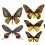 Papeles pintados panor&aacute;mico Butterflies Mix 6 Curious Collections Marron CC-butterflies-mix-6