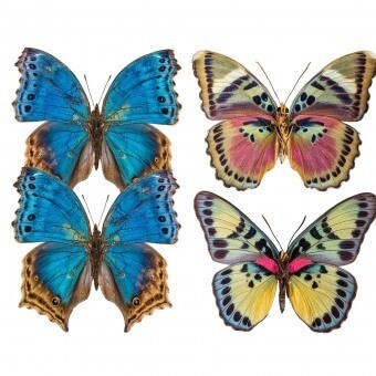 Papeles pintados panorámico Butterflies Mix 8