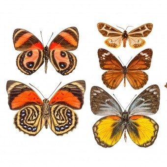 Papeles pintados panorámico Butterflies Mix 9