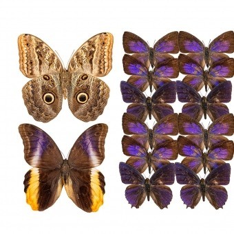 Papeles pintados panorámico Butterflies Mix 12