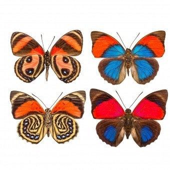 Papeles pintados panorámico Butterflies Mix 10