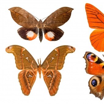 Papeles pintados panorámico Butterflies Mix 11