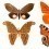 Papeles pintados panor&aacute;mico Butterflies Mix 11 Curious Collections Orange CC-butterflies-mix-11