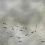 Papeles pintados panor&aacute;mico Koi Metallics Coordonn&eacute; Silver 9600061