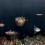 Papeles pintados panor&aacute;mico Deep Ocean Coordonn&eacute; Mediterranean 9500501