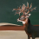 Papeles pintados panor&aacute;mico Great Deer Coordonn&eacute; Vert 9500201