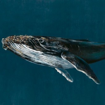 Papeles pintados panorámico Humpback Whale