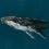 Papeles pintados panor&aacute;mico Humpback Whale Coordonn&eacute; Ocean 9500100