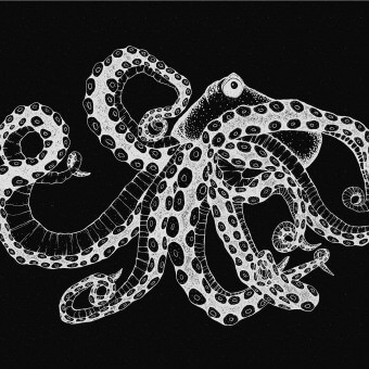 Papeles pintados panorámico Octopus X-Ray