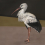 Papeles pintados panor&aacute;mico Stork Mother Coordonn&eacute; Noir 9500300