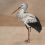 Papeles pintados panor&aacute;mico Stork Mother Coordonn&eacute; Nude 9500301