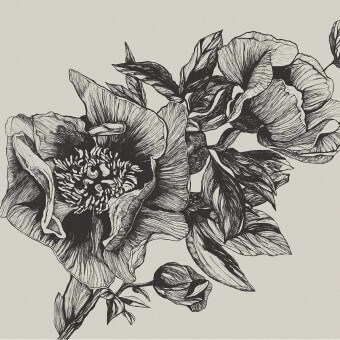 Papeles pintados panorámico Giant Peonies