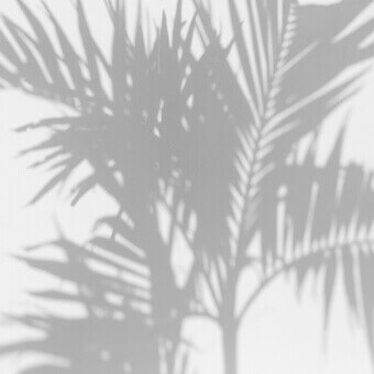 Papeles pintados panorámico Palm Shadow