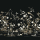 Papeles pintados panor&aacute;mico Flowering Vine Chino York Wallcoverings Black KT2264M