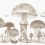 Papeles pintados panor&aacute;mico Sweet Forest Coordonn&eacute; Stone 9700012