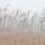 Papeles pintados panor&aacute;mico Swaying Reed Rebel Walls Dune FR13602-8