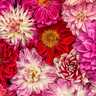 Papeles pintados panorámico Pink Delight Dahlias