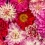 Papeles pintados panor&aacute;mico Pink Delight Dahlias Curious Collections Pink delight CC-pink-delight