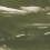 Papeles pintados panor&aacute;mico Marine Xray Coordonn&eacute; Silvester A00141