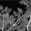 Papeles pintados panor&aacute;mico Luxuriance Edito Night PP2NM