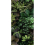 Gres porcel&aacute;nico Jane grande dalle 41zero42 Jane C 4100153