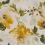 Tela rosa Pivoine &Eacute;tamine Jaune 19600715