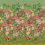Papeles pintados panor&aacute;mico Fleurs d'Artistes Designers Guild Terracotta PDG1170/02