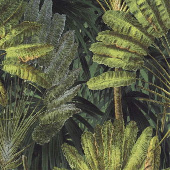 Tela Traveller's Palm