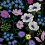Papeles pintados panor&aacute;mico Fleurs des Champs Alix Koziel Noir CUST-ALIX