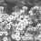 Papeles pintados panor&aacute;mico Jardin Fleuri Les Dominotiers Noir et Blanc DOM3016