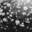Papeles pintados panor&aacute;mico Regal rosa Rebel Walls Black and White R18856